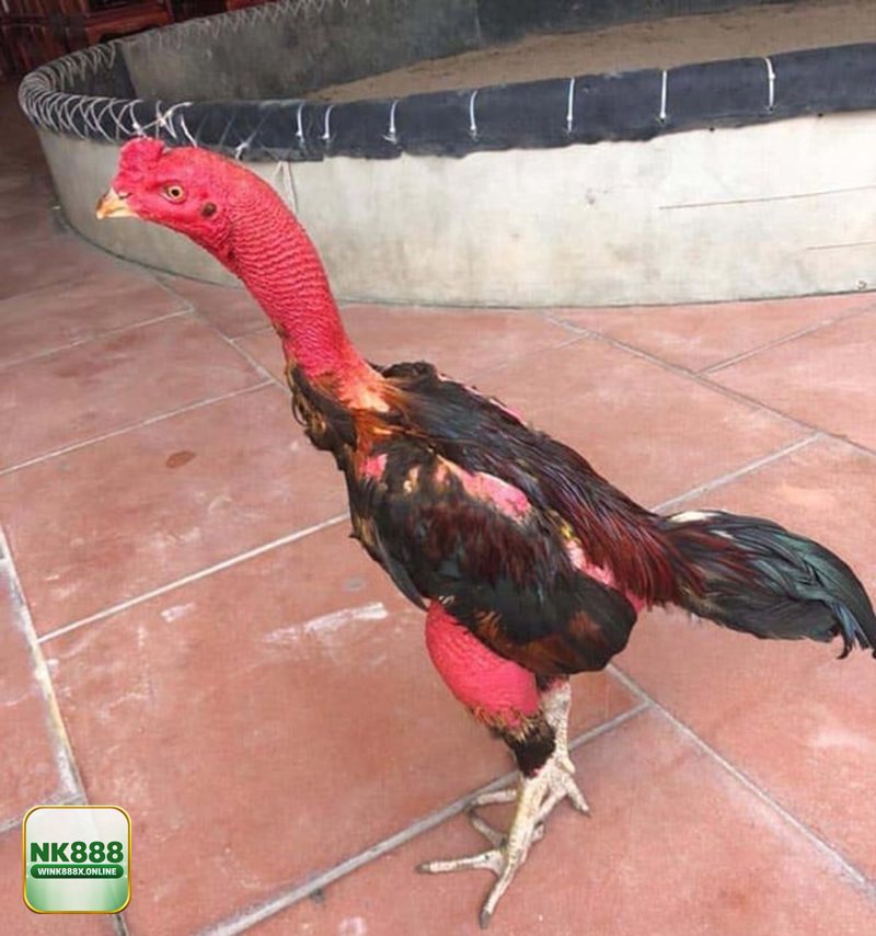 Thuật ngữ đá gà - Ghép kèo và cân công bằng: cáp độ, chạng gà, sới Thuật ngữ đá gà - Ghép kèo và cân công bằng: cáp độ, chạng gà, sới