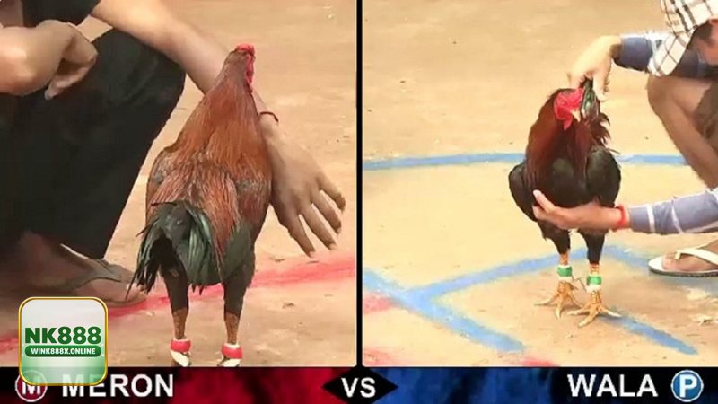 Thuật ngữ đá gà - Dấu hiệu và cách gọi liên quan cựa: mau cựa, gà cựa Thuật ngữ đá gà - Dấu hiệu và cách gọi liên quan cựa: mau cựa, gà cựa