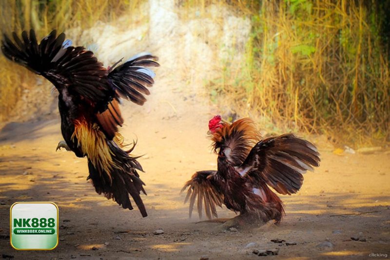 Thuật ngữ đá gà - Nhóm rèn thể lực: vần hơi, chạy lồng Thuật ngữ đá gà - Nhóm rèn thể lực: vần hơi, chạy lồng