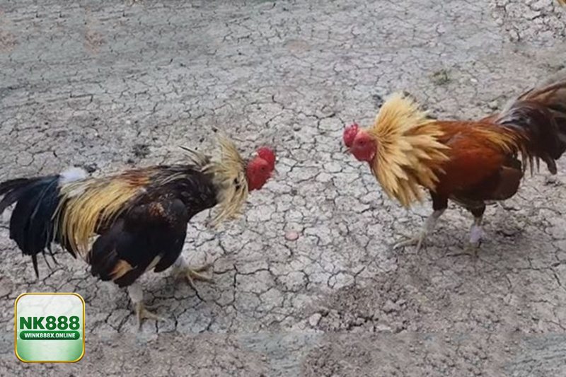 Đá Gà Online - Các thể loại trận đấu đáng xem trên NK888 Đá Gà Online - Các thể loại trận đấu đáng xem trên NK888