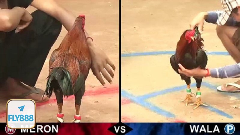 Đá gà Fly888 - Không gian theo dõi trận đấu được đầu tư bài bản Đá gà Fly888 - Không gian theo dõi trận đấu được đầu tư bài bản