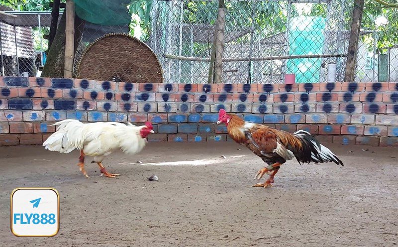 Đá gà Fly888 - Các trận phong cách Philippines giàu tính kỹ thuật Đá gà Fly888 - Các trận phong cách Philippines giàu tính kỹ thuật