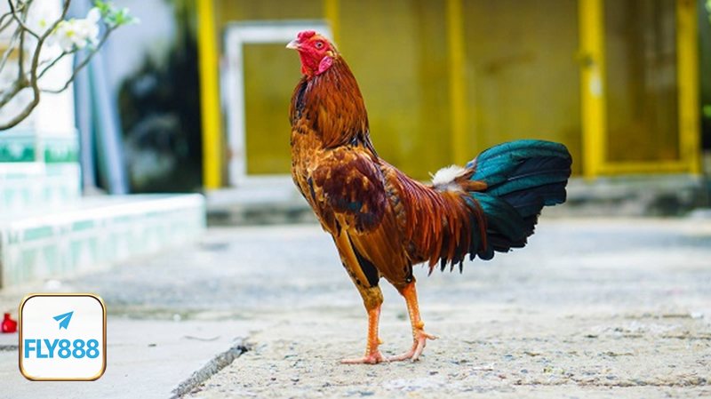 Đá gà đòn - Đòn thế quyết định ưu thế