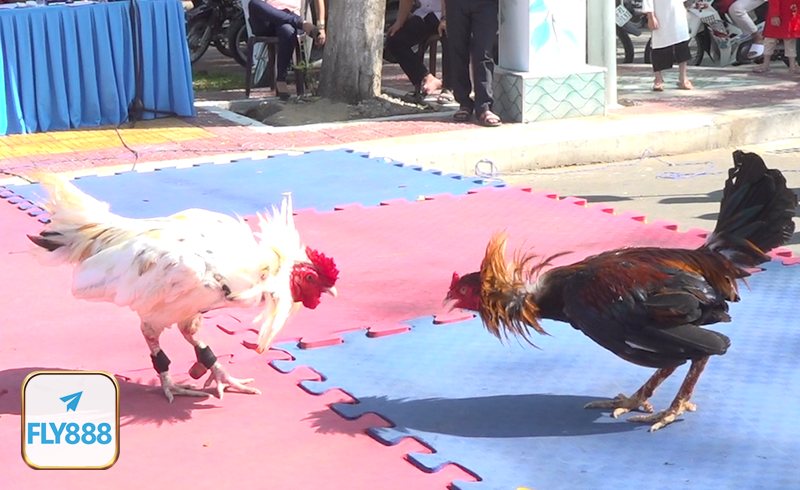 Đá gà tre - Khái quát về hình thức thi đấu