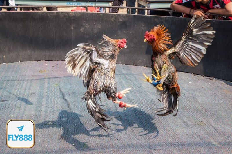 Đá gà tre - Phát sóng rõ ràng và thông tin dễ theo dõi